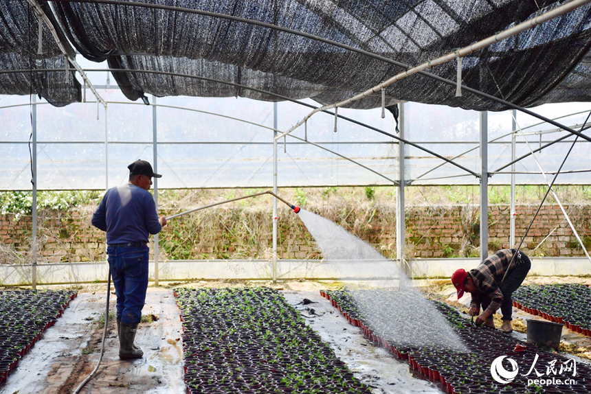花卉基地里，務工的村民搶抓時節栽種花苗，力爭在五一假期供應市場。人民網記者 時雨攝