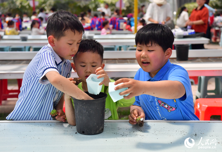 學生們在花卉基地的景區內研學，往花盆里栽種多肉。人民網記者 時雨攝