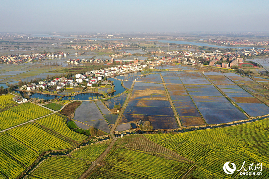 金色花海與蓄水的稻田交相輝映，勾勒出一幅生機勃勃的春耕畫卷。人民網記者 時雨攝