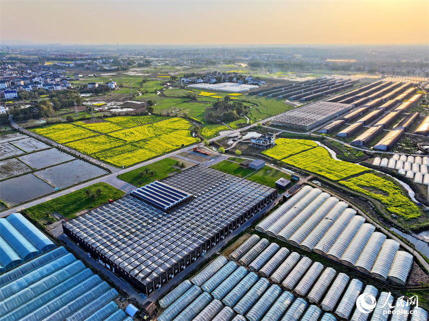 上饒市弋陽縣葛溪鄉繆家村，鱗次櫛比的蔬菜大棚與色彩斑斕的農田相映成景。人民網 朱海鵬攝