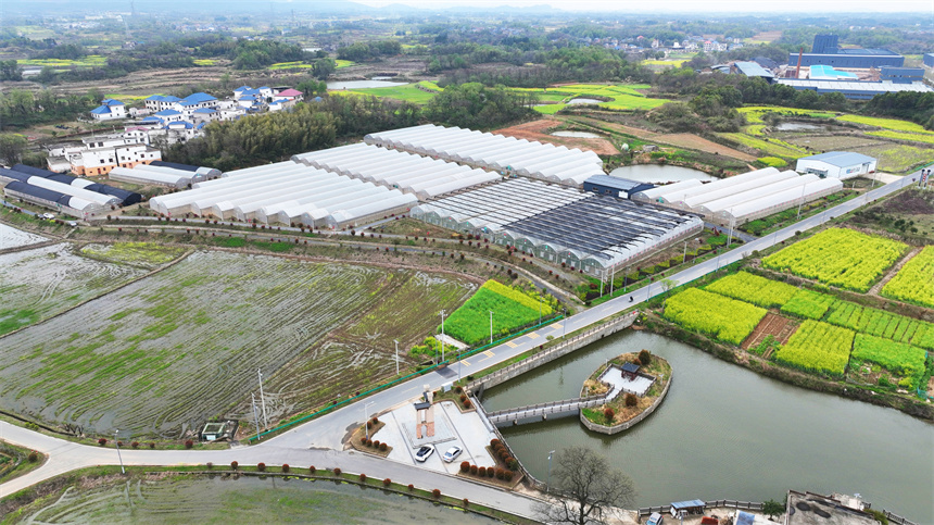 航拍紅星村的菊花種植基地。劉可攝