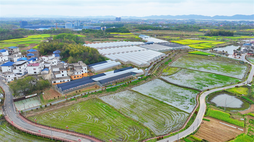 航拍紅星村的菊花種植基地。劉可攝