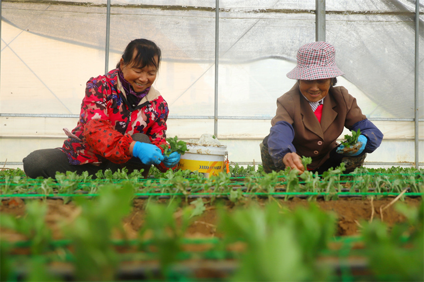 村民正在栽種菊苗。劉可攝