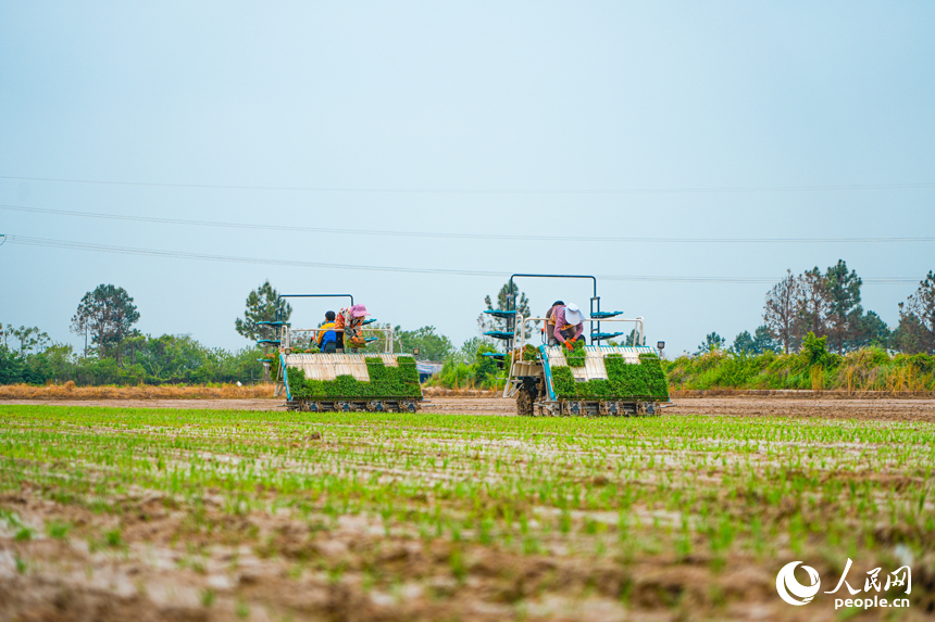農耕機正在進行機插秧作業。人民網 涂詩軒攝