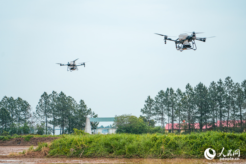 兩臺無人機正有條不紊地進行撒播作業。人民網 涂詩軒攝