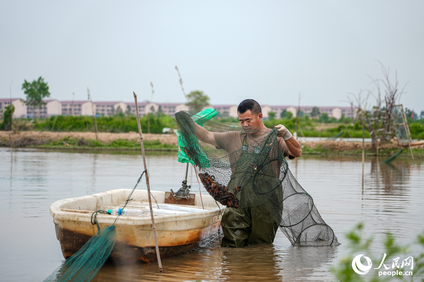 墾殖場農戶正將捕獲的小龍蝦裝船。人民網 涂詩軒攝