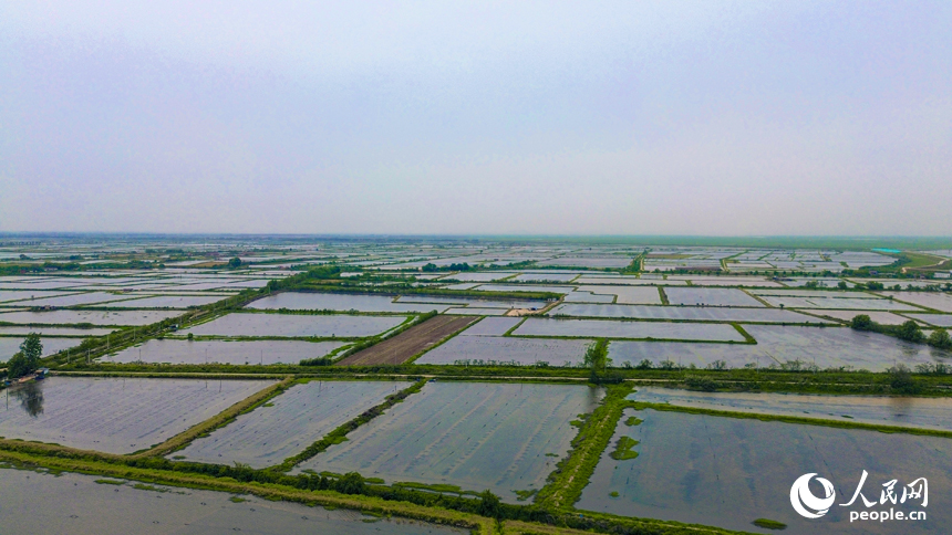 層層疊疊的水波中是一畝一畝蝦稻田。恒湖墾殖場供圖