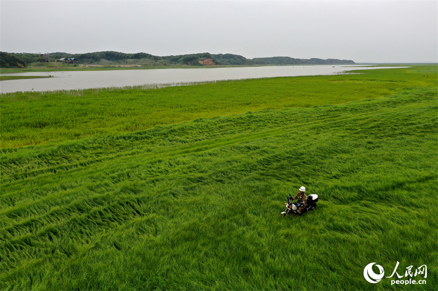 王小龍在鄱陽湖湖區野草地里騎行摩托車，前往湖區深處。人民網記者 時雨攝