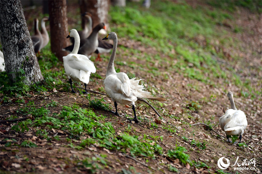 在“候鳥醫院”的人工湖邊，接受救治的候鳥在湖邊漫步。人民網記者 時雨攝