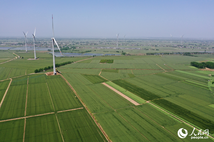 彭澤縣棉船鎮5萬余畝小麥與風力發電機相映成景，勾勒出一幅生態畫卷。人民網記者 時雨攝