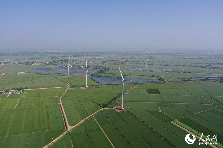 彭澤縣棉船鎮5萬余畝小麥與風力發電機相映成景，勾勒出一幅生態畫卷。人民網記者 時雨攝