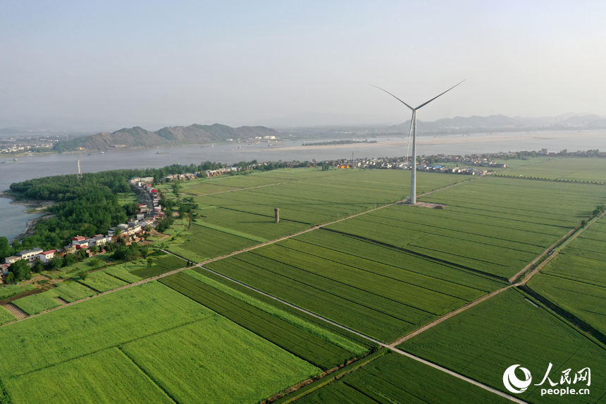 彭澤縣棉船鎮5萬余畝小麥與風力發電機相映成景，勾勒出一幅生態畫卷。人民網記者 時雨攝