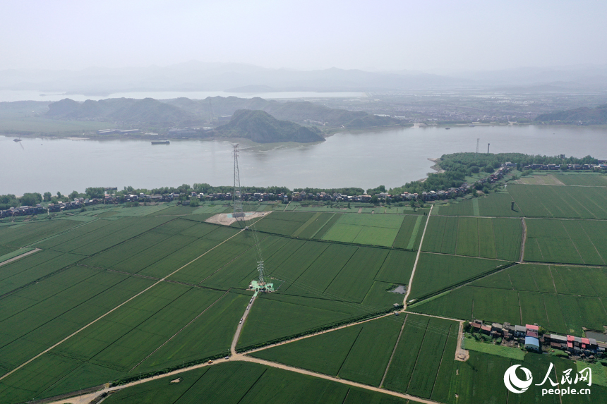 彭澤縣棉船鎮5萬余畝小麥與風力發電機相映成景，勾勒出一幅生態畫卷。人民網記者 時雨攝