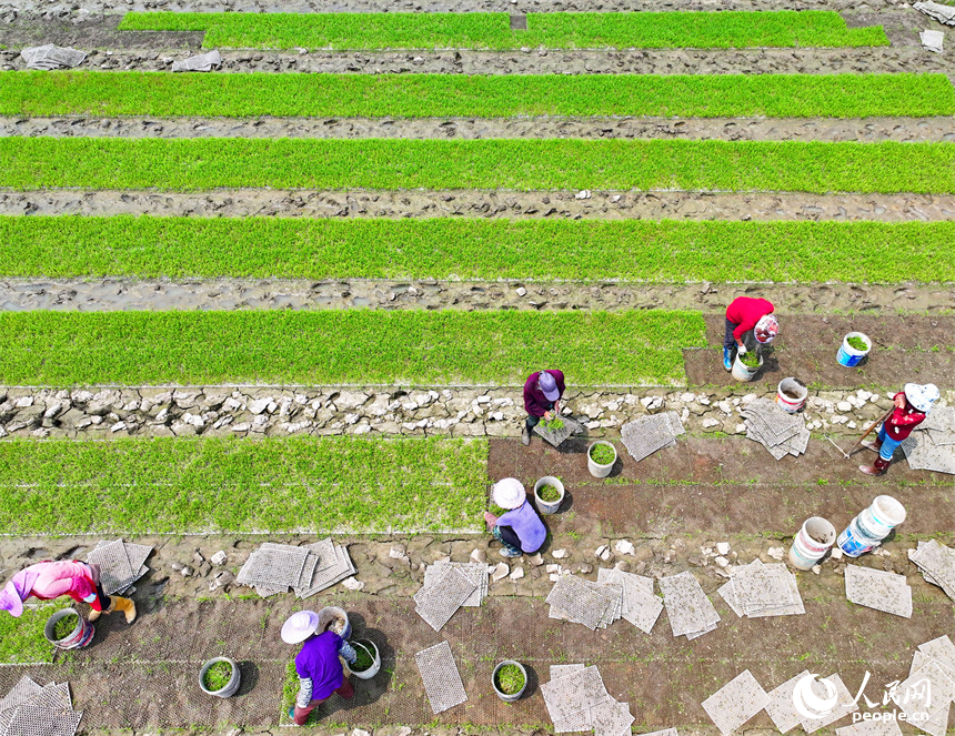 贛州市全南縣龍源壩鎮鎮頭村，村民在高標準農田集中育秧點起秧，為下一步插秧、拋秧做準備。人民網 朱海鵬攝