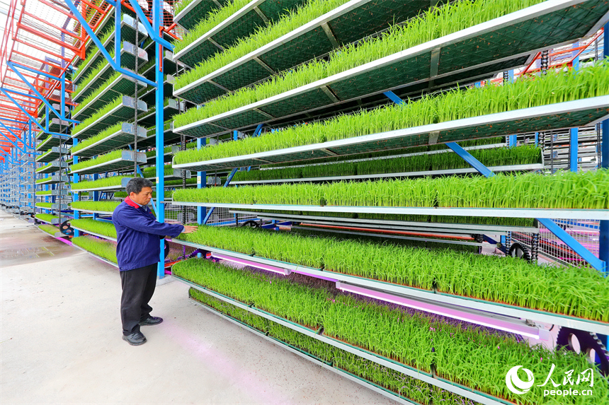 廣昌縣甘竹鎮農事服務中心智能育秧大棚里，工人在管護水稻秧苗，察看長勢情況。人民網 朱海鵬攝