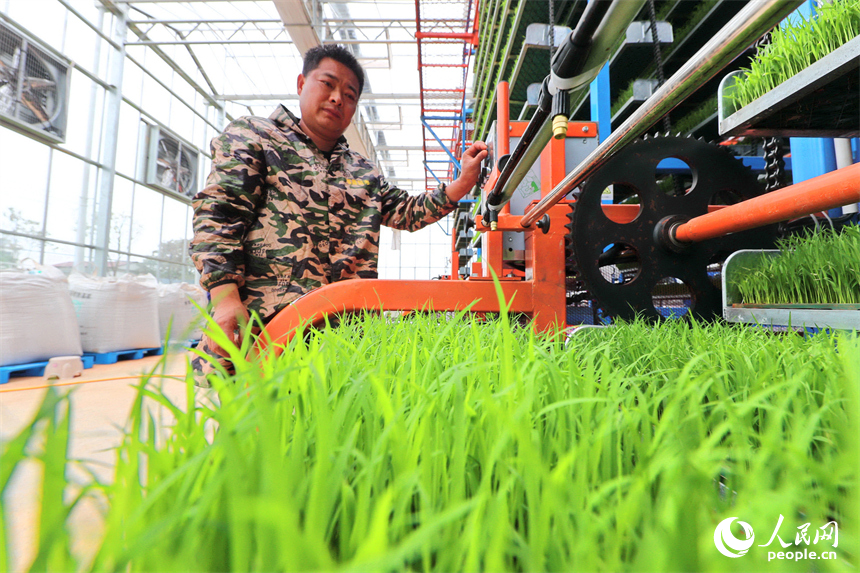 廣昌縣甘竹鎮農事服務中心智能育秧大棚里，工人在管護水稻秧苗，察看長勢情況。人民網 朱海鵬攝