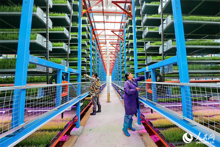 廣昌縣甘竹鎮農事服務中心智能育秧大棚里，工人在管護水稻秧苗，察看長勢情況。人民網 朱海鵬攝