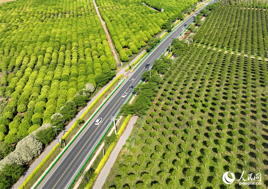 車輛行駛在江西豐城市梅林鎮的鄉村公路上，公路沿線苗木蔥郁，綠色生態美景怡人。人民網 朱海鵬攝