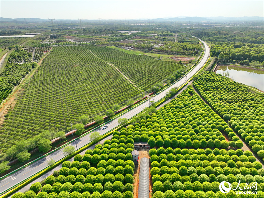 車輛行駛在江西豐城市梅林鎮的鄉村公路上，公路沿線苗木蔥郁，綠色生態美景怡人。人民網 朱海鵬攝