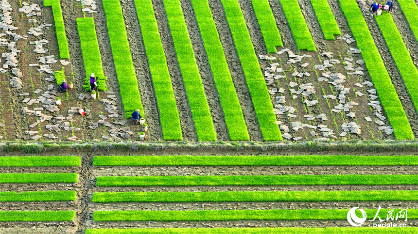 豐城市董家鎮大塘村，村民在田間忙碌。人民網 朱海鵬攝