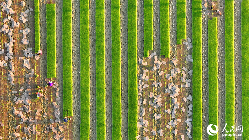 豐城市董家鎮大塘村，村民在田間忙碌。人民網 朱海鵬攝