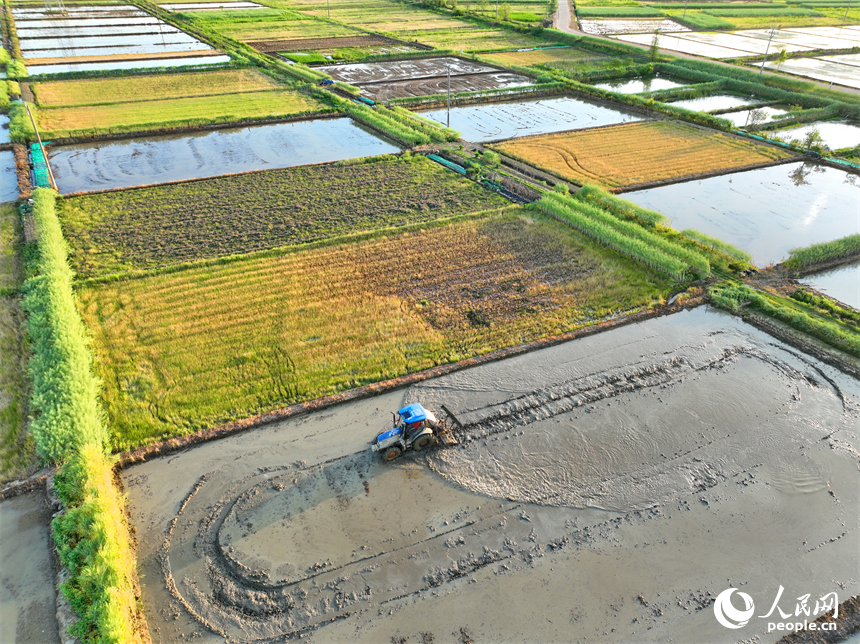 豐城市董家鎮大塘村，村民在田間忙碌。人民網 朱海鵬攝
