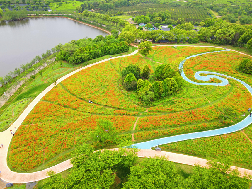 鳳凰溝五十多畝虞美人進入初花期。虞亮亮攝