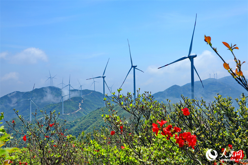 贛州市石城縣八卦腦景區，迎風旋轉的風力發電機與杜鵑花、云海、群山交相輝映。人民網 朱海鵬攝