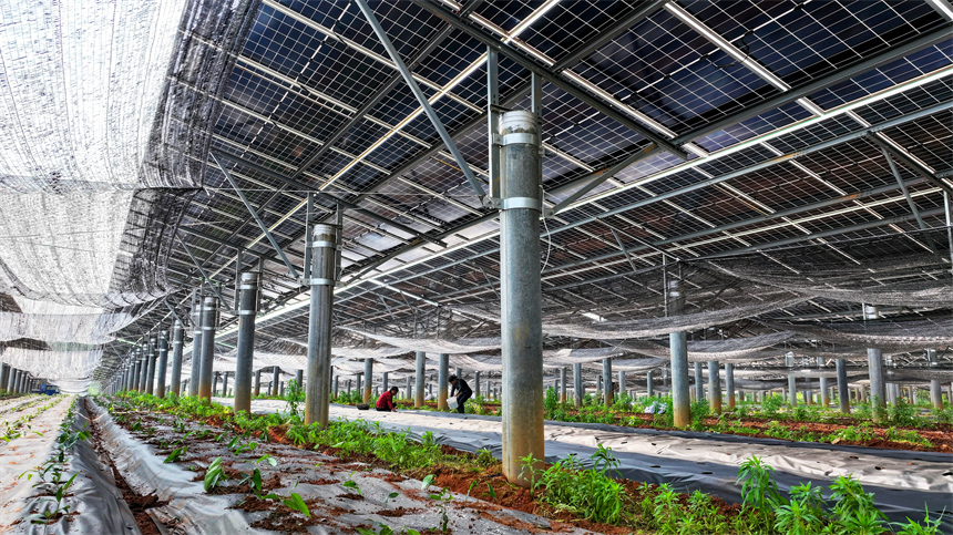 一排排光伏板在太陽的照耀下熠熠生輝。廖敏攝