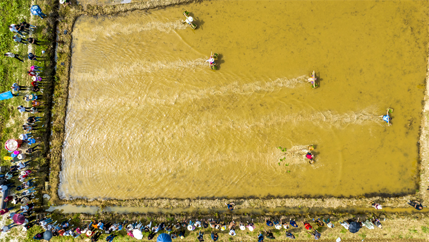 在江西省豐城市白土鎮范坊村，參賽選手在田間趣味運動會現場進行運秧比賽。周亮攝