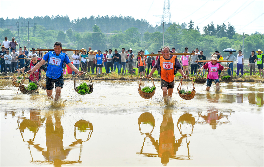 在江西省豐城市白土鎮范坊村，參賽選手在田間趣味運動會現場進行運秧比賽。周亮攝