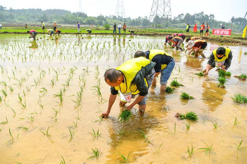 在江西省豐城市白土鎮范坊村，參賽選手在田間趣味運動會現場進行插秧比賽。周亮攝