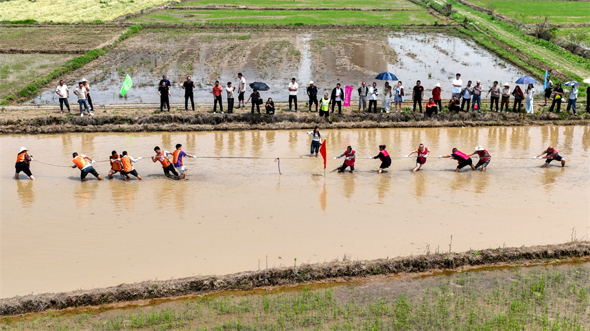 在江西省豐城市白土鎮范坊村，參賽選手在田間趣味運動會現場進行拔河比賽。周亮攝