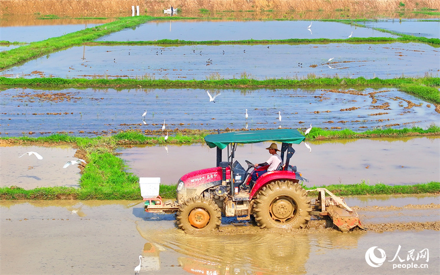 豐城市同田鄉長塘村，農民駕駛農機翻耕農田，成群鷺鳥在周邊嬉戲、覓食。人民網 朱海鵬攝