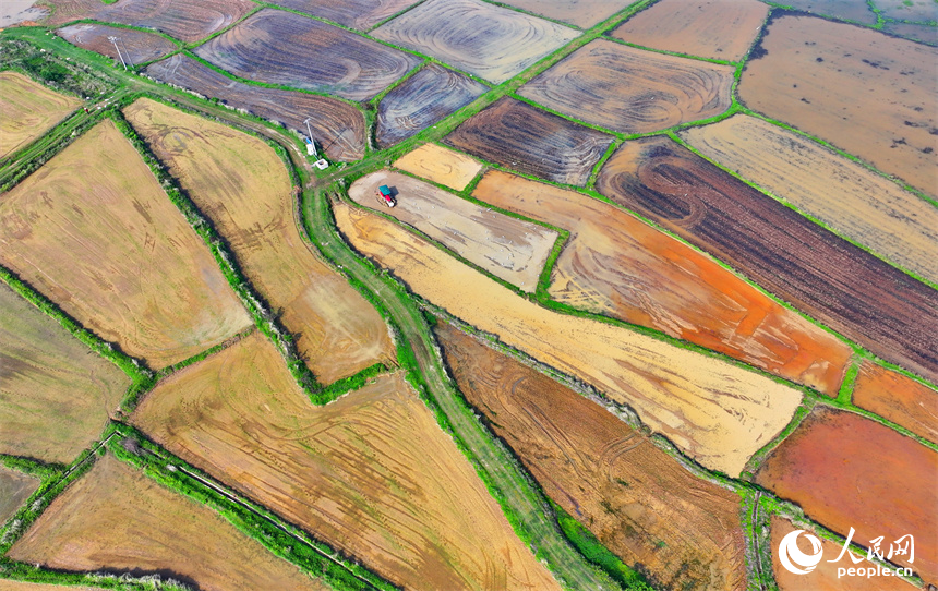 豐城市同田鄉長塘村，農民駕駛農機翻耕農田，成群鷺鳥在周邊嬉戲、覓食。人民網 朱海鵬攝