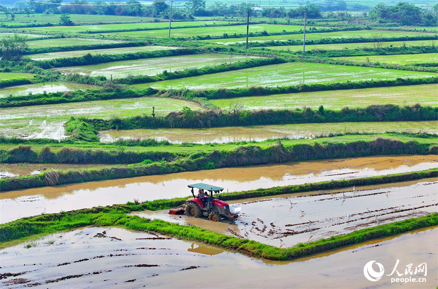 豐城市同田鄉長塘村，農民駕駛農機翻耕農田，成群鷺鳥在周邊嬉戲、覓食。人民網 朱海鵬攝