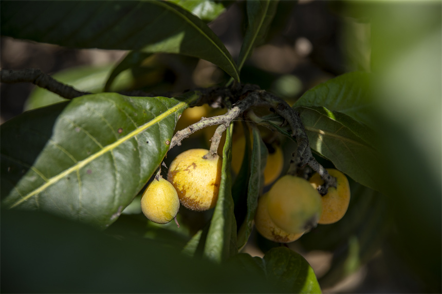 金黃色的果實綴滿枝頭，勾勒出一幅絢麗的豐收畫卷。