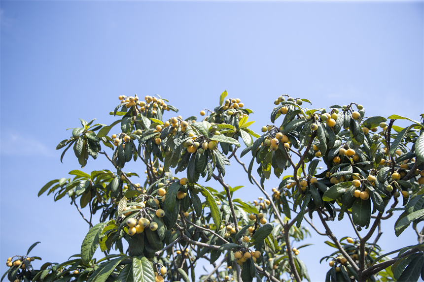 金黃色的果實綴滿枝頭，勾勒出一幅絢麗的豐收畫卷。