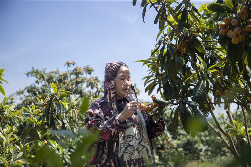 金黃色的果實綴滿枝頭，勾勒出一幅絢麗的豐收畫卷。