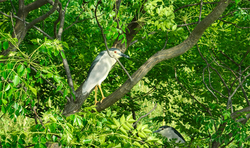 成群結對的白鷺、蒼鷺等鳥類集結在這里棲息、繁衍。