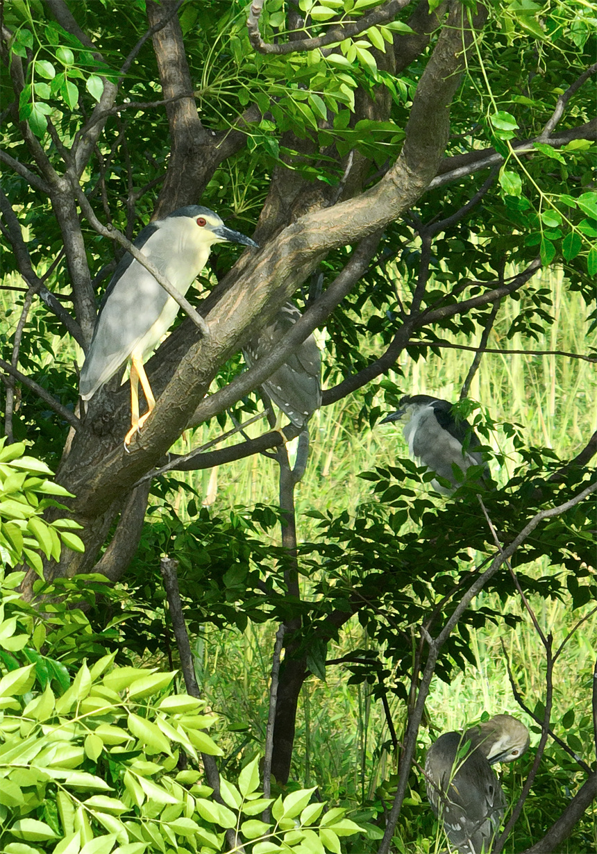 成群結對的白鷺、蒼鷺等鳥類集結在這里棲息、繁衍。