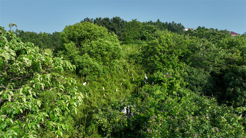 成群結對的白鷺、蒼鷺等鳥類集結在這里棲息、繁衍。
