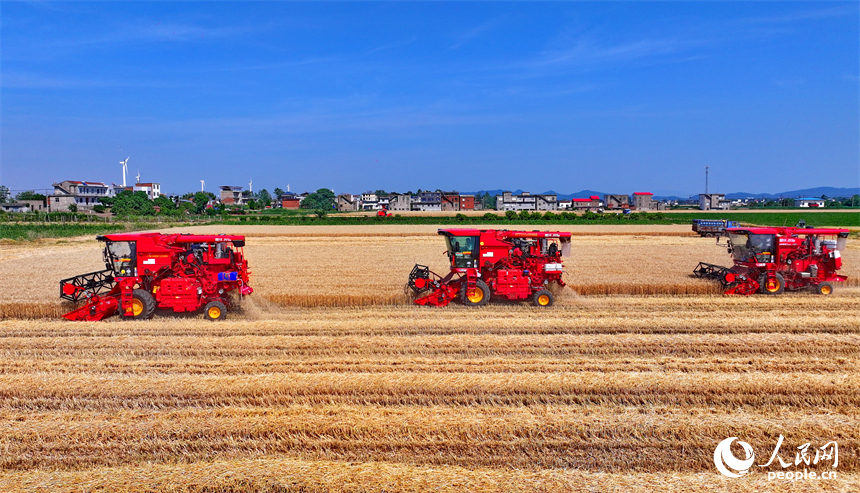 九江市柴桑區江洲鎮聯洲村，農機手駕駛大型收割機在麥田收割冬小麥。人民網 朱海鵬攝