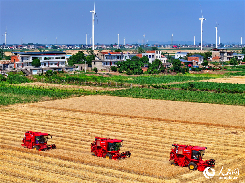 九江市柴桑區江洲鎮聯洲村，農機手駕駛大型收割機在麥田收割冬小麥。人民網 朱海鵬攝