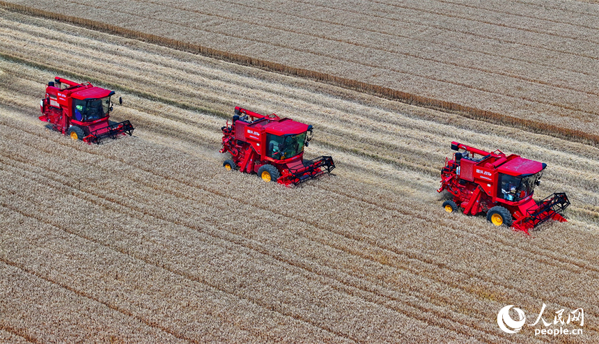 九江市柴桑區江洲鎮聯洲村，農機手駕駛大型收割機在麥田收割冬小麥。人民網 朱海鵬攝
