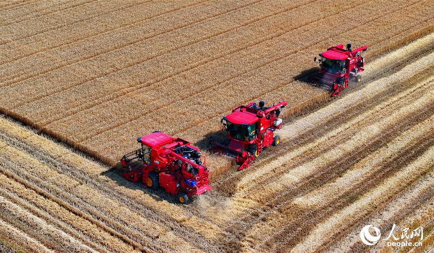 九江市柴桑區江洲鎮聯洲村，農機手駕駛大型收割機在麥田收割冬小麥。人民網 朱海鵬攝