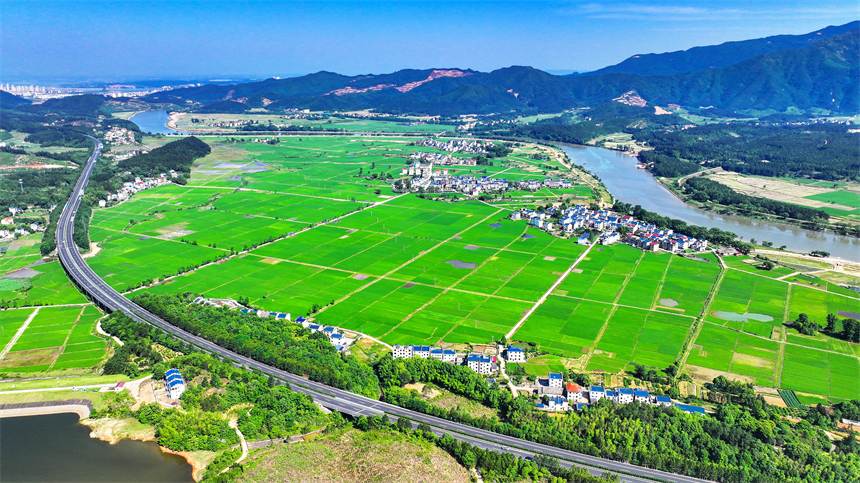 吉水縣文峰鎮井頭村綠意盎然，碧綠稻田與錯落有致的農舍相映成趣。廖敏攝