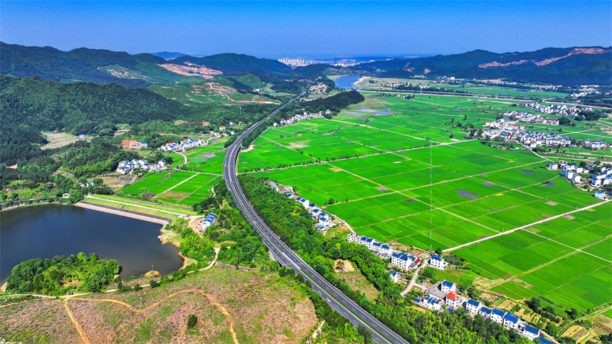 吉水縣文峰鎮井頭村綠意盎然，碧綠稻田與錯落有致的農舍相映成趣。廖敏攝