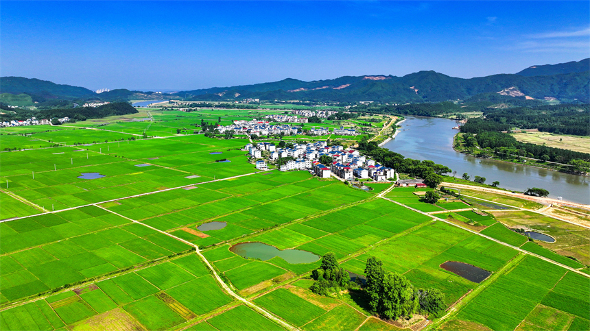 吉水縣文峰鎮井頭村綠意盎然，碧綠稻田與錯落有致的農舍相映成趣。廖敏攝