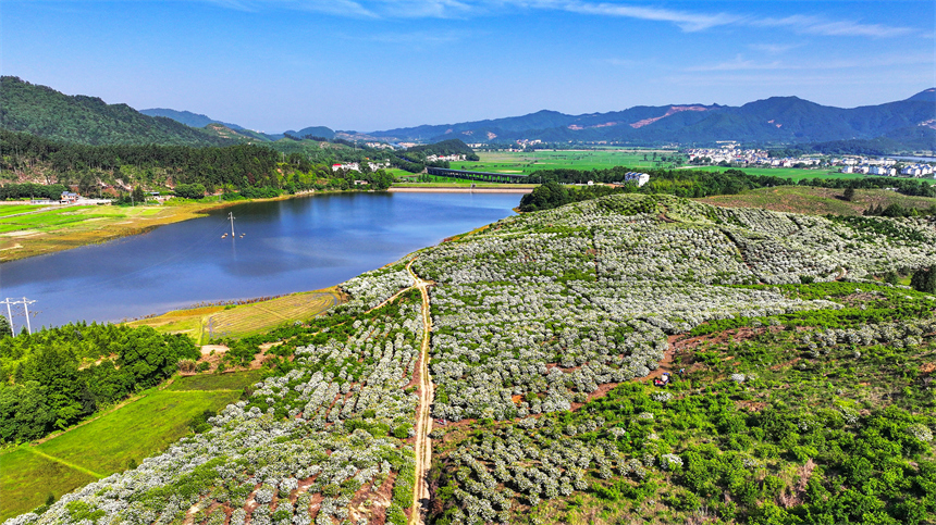 吉水縣文峰鎮井頭村，漫山遍野的梔子花盛開。廖敏攝
